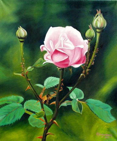 Rosenblüte