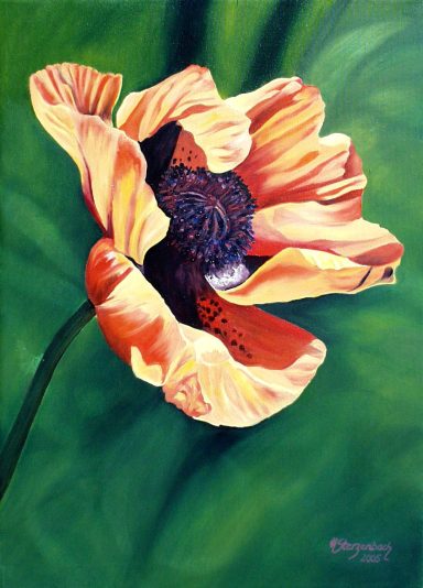 Mohnblüte